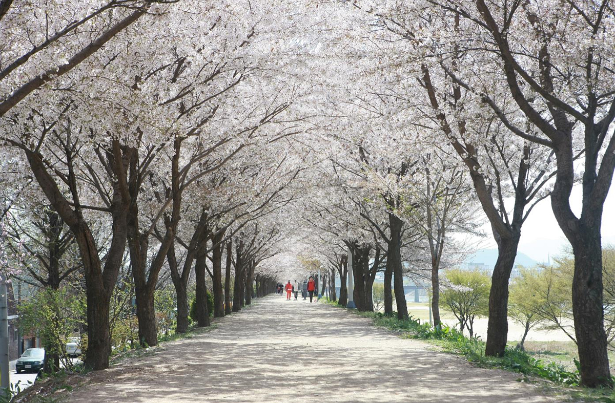 [붙임2] 지저동 벚꽃터널.jpg